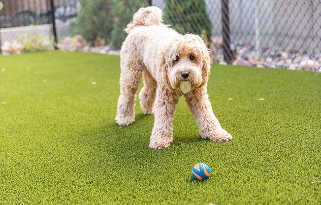 dog playing outdoors
