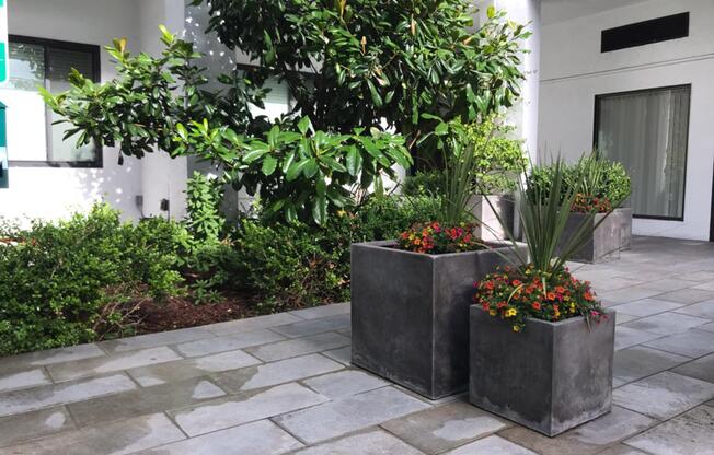 Grey potted plants
