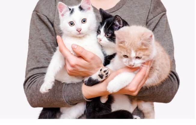 Cats Welcome*