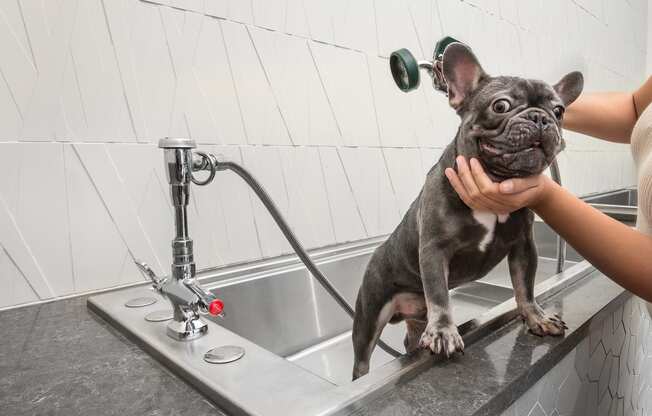 a dog is being washed in a kitchen sink