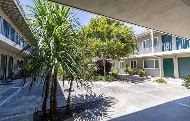 a palm tree in a courtyard in front of a building