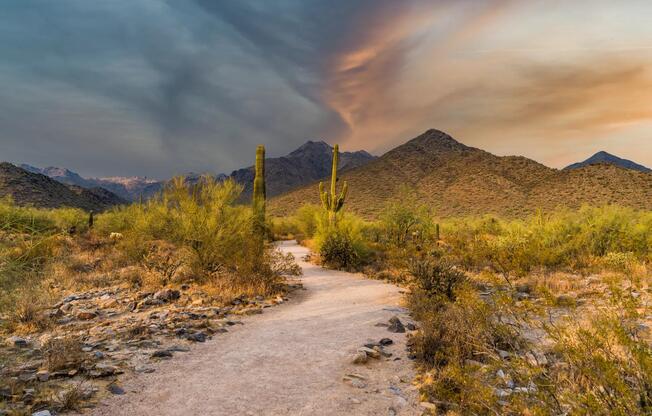 Hike through Scottsdale's desert beauty at McDowell Sonoran Preserve.