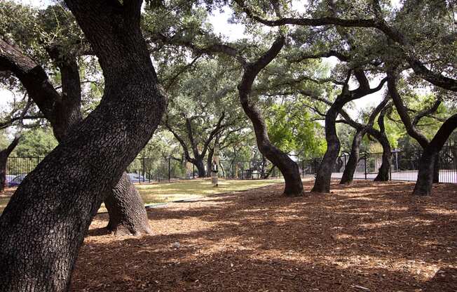 Forest Trails at Walnut Hill, San Antonio, TX, 78229