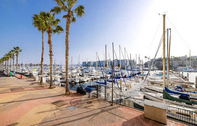 A marina with boats and palm trees.