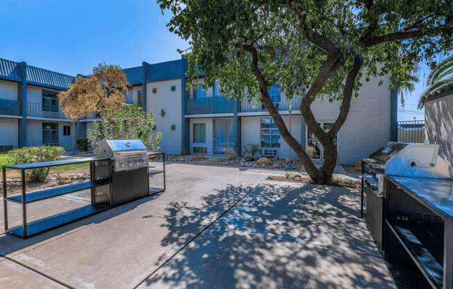 A tree in the courtyard of a building.