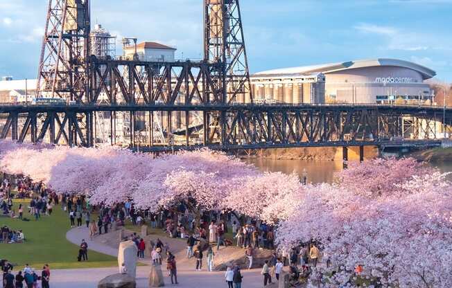 A large crowd of people are gathered in a park with cherry blossom trees.