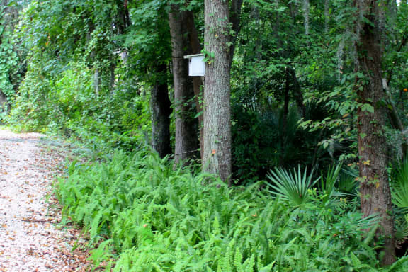 Nature trail lined with ferns and a birdhouse on a tree trunk at Preserve at Cedar River Apartments, Florida