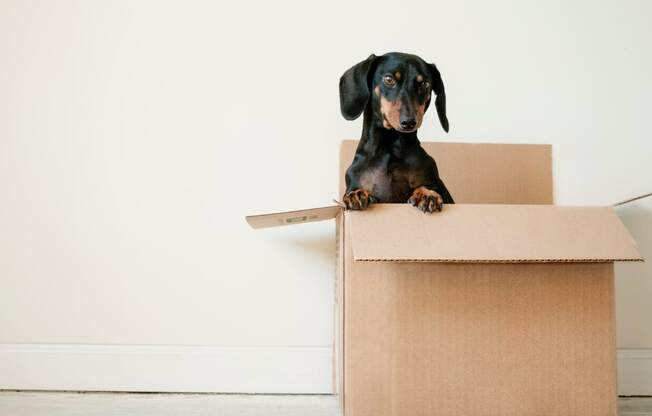 little dog inside a cardboard box