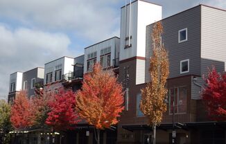 Beautiful Trees outside Metropolitan Place Apartments, Renton, 98057