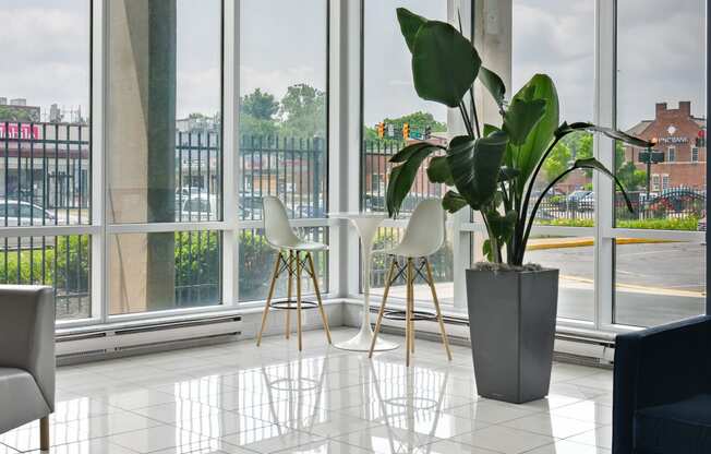 a room with chairs and a potted plant in front of a window