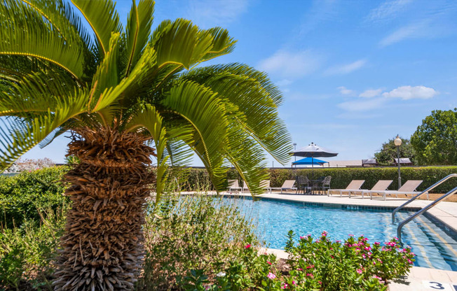a large pool with a palm tree in the foreground