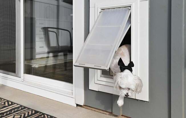 A dog wearing a black bow tie is sticking its head out of a window. at Zora University, Charlotte, North Carolina