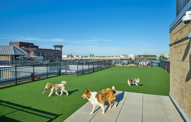 Rooftop Dog Park
