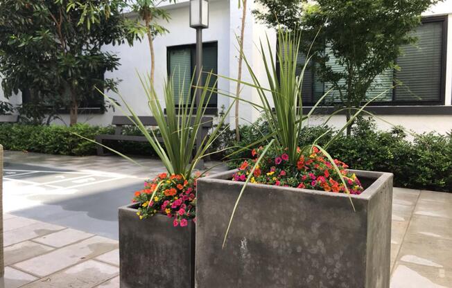 Potted plants with flowers