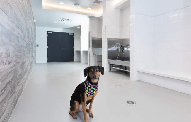 a dog wearing a bandana sits in the middle of a white room