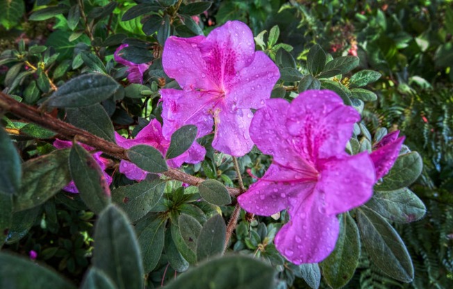 a close up of some purple flowers