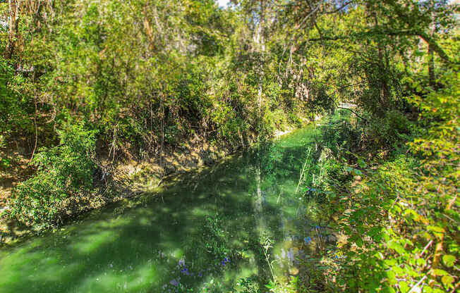 a river flowing through a forest with trees