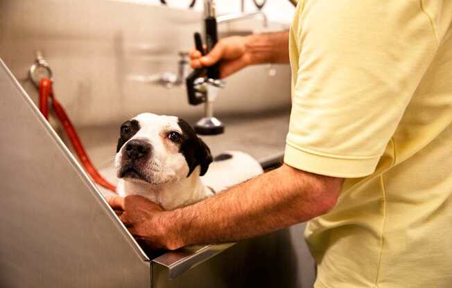 A dog is getting a haircut from a person in a yellow shirt.