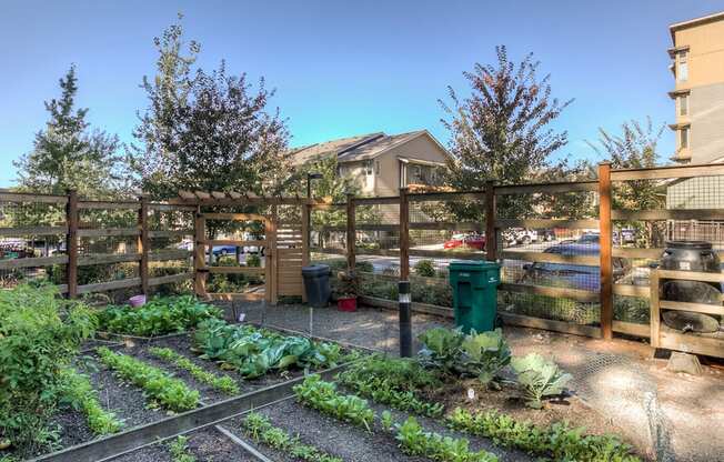 Pea Patch at Discovery Heights, Issaquah, WA, 98029