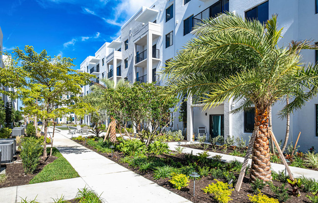 A white building with a palm tree in front.
