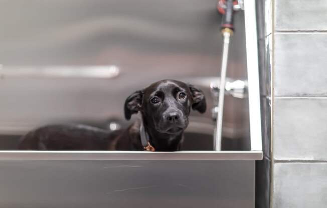 a dog sitting in a bathtub