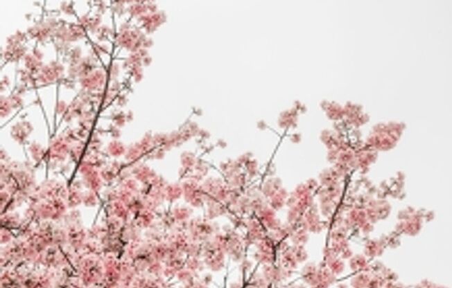 1 bed, 1 bath, 700 sqft, $1,100, Unit 183