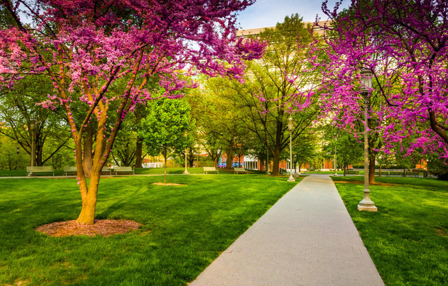 a sidewalk running through a park with trees and green grass