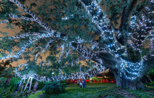 a large tree covered in christmas lights at night