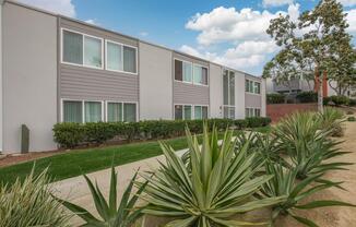 a palm tree in front of a building