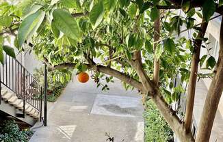 Apartment Building in Encino Greenery