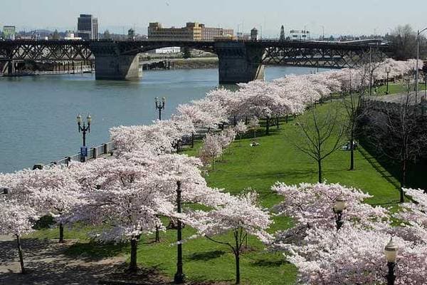 38 Davis waterfront with grass