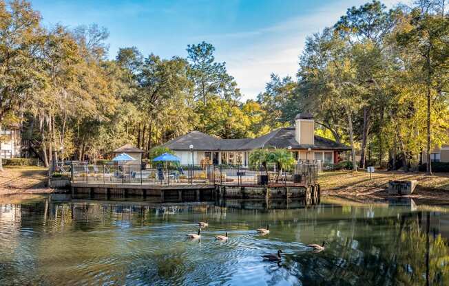 Ducks at  Northlake Apartments, Jacksonville FL