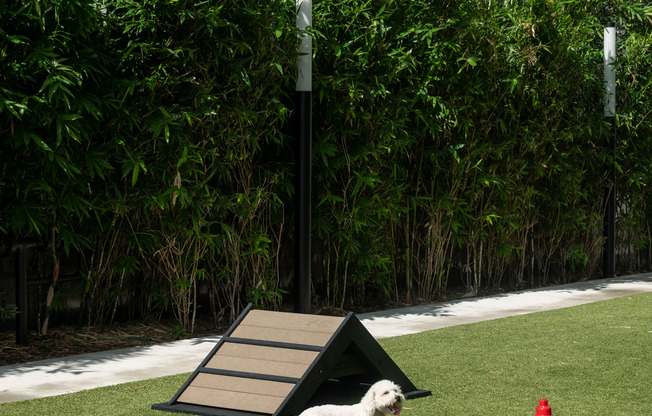 A small white dog with a ball on a grassy area, with a triangular dog house and a red pretend fire hydrant.
