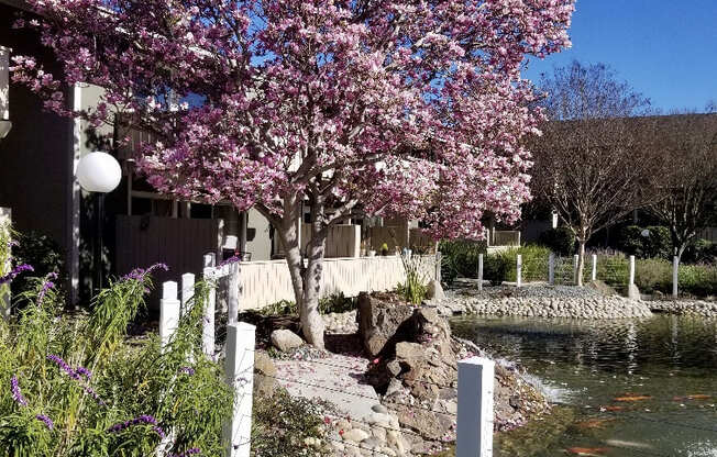 Magnolia tree blooming by ponds