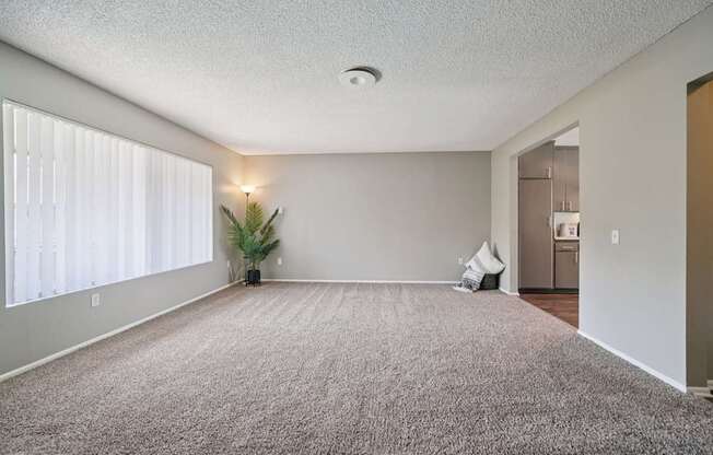 A room with a carpet, a plant, and a window with blinds.
