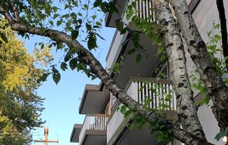 1 bed, 1 bath, 535 sqft, $1,295, Unit 102