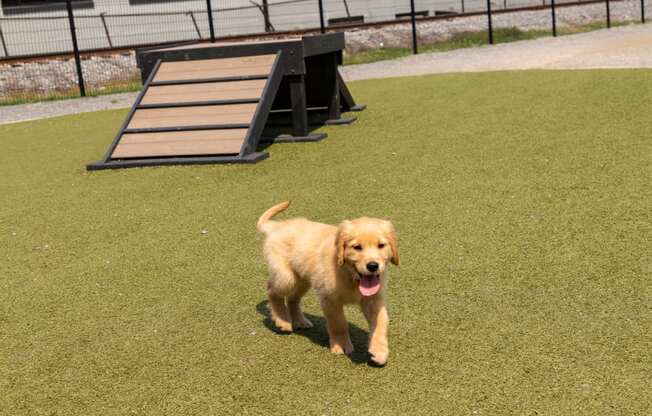 a golden retriever puppy running on the grass