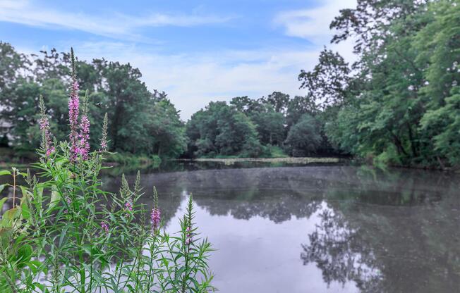 a body of water surrounded by trees