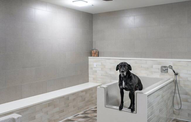 A large black dog in one of two tubs in a pet bathing room featuring faucets with detachable handles, tile floors, and a ceiling fan