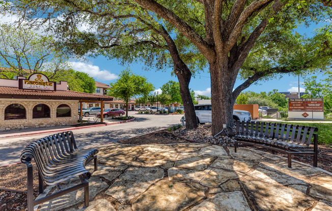 two benches sitting under a tree in a park