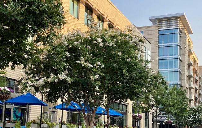 Preston Hollow Village Apartments and Retail