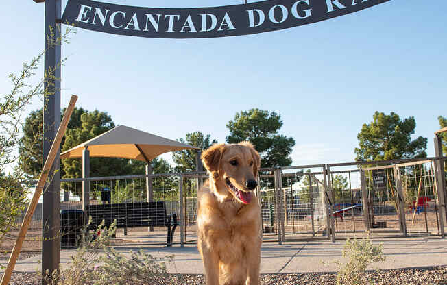a dog sits on a rock in front of the entrance to the encinitas dog ranch