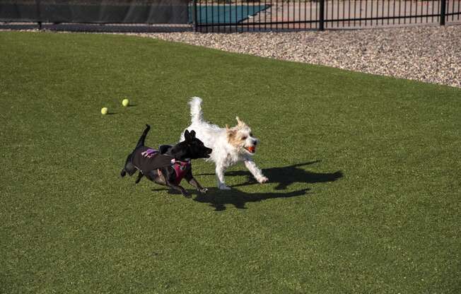 Two Dogs Running