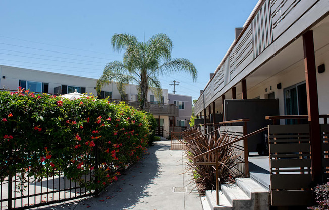 the walkway between the units of a building with a palm tree