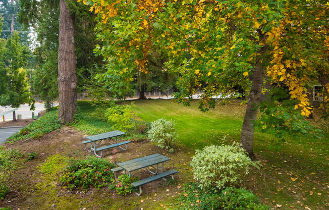 two benches in a park with trees and grass