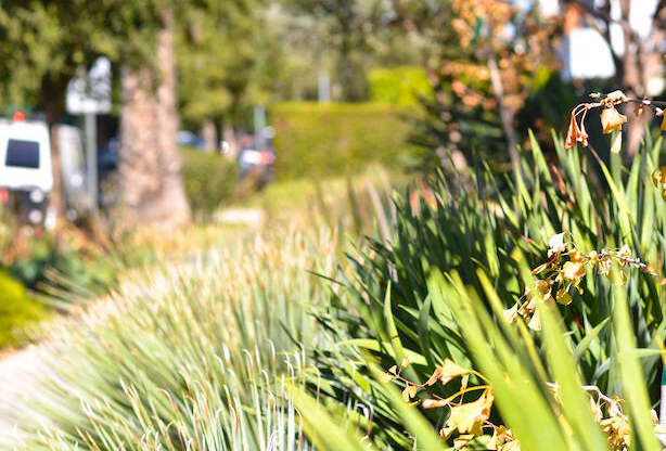 Mar Vista Lofts- Lush Landscaping