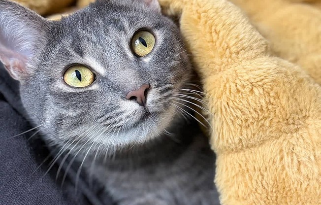 A grey cat with yellow eyes is peeking out from a yellow blanket.