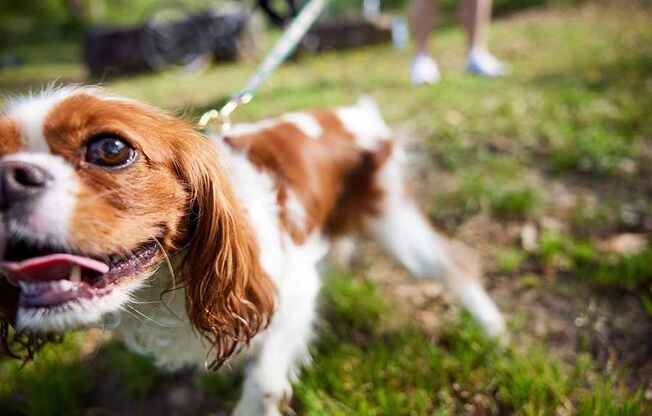 Vinings Lofts and Apartments in Atlanta - Pet friendly