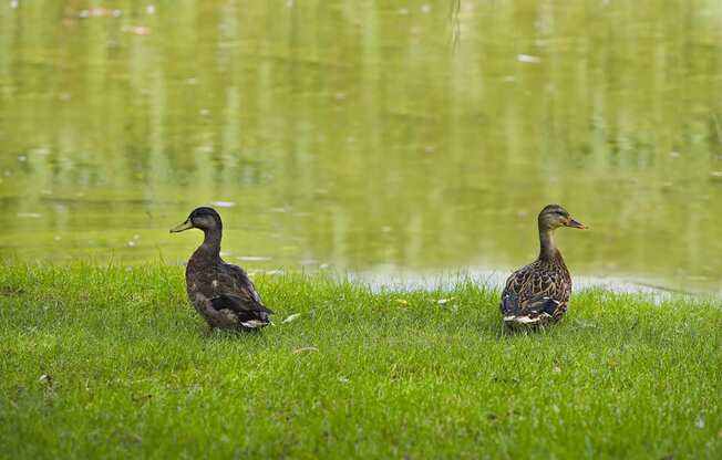 Duck Pond