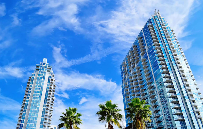 Blue Skies with Palm Trees in Tampa